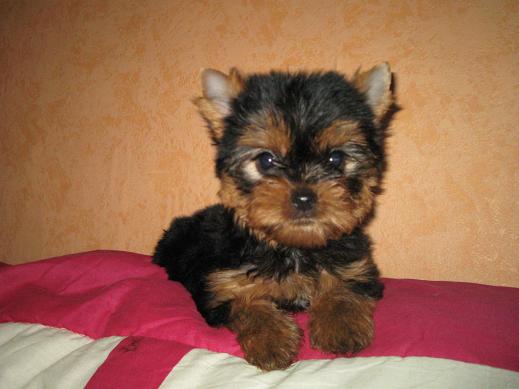 Barclay De la vierge doree