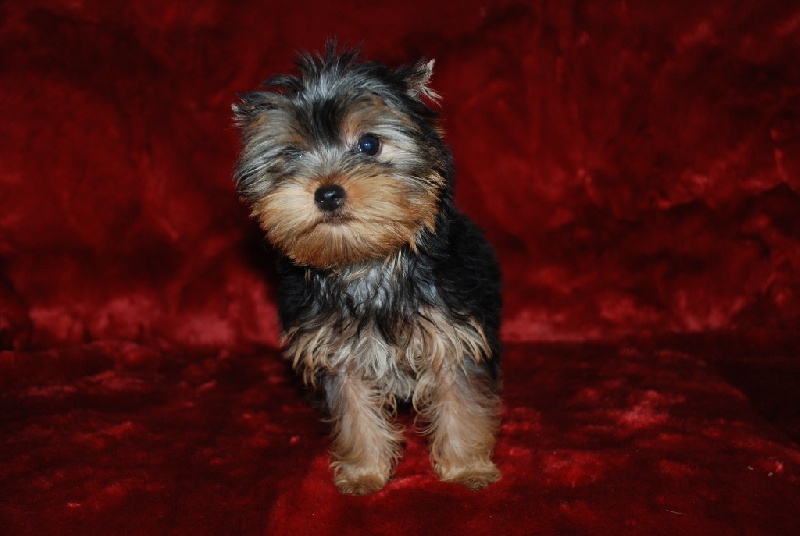 Domaine du Millyork - Yorkshire Terrier - Portée née le 15/07/2016